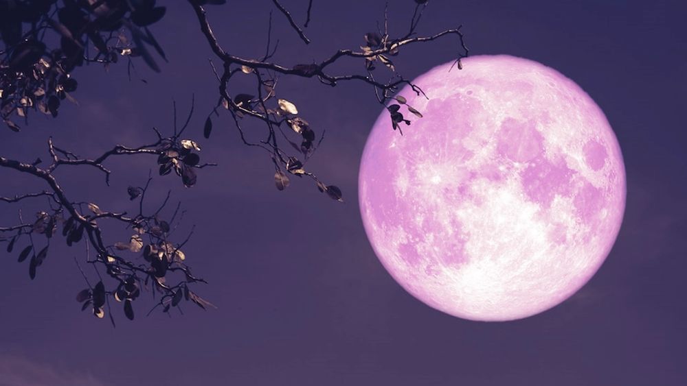 Luna de fresa: qué la distingue y a qué hora podrá apreciarse en Argentina Luna de fresa: qué la distingue y a qué hora podrá apreciarse en Argentina