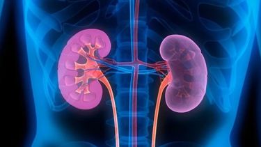 La presencia de albúmina en orina expresa tanto daño renal como cardiovascular.