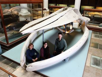de caminar en cuatro patas a ser las reinas del mar: la increible historia evolutiva de las ballenas