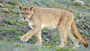 ¿Qué hacer ante la presencia de un puma?