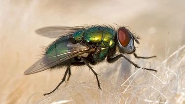 La solución para combatir a la mosca doméstica (Musca domestica), según los expertos, es el uso de controladores biológicos