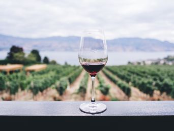 Novedades sobre la industria del vino. Novedades sobre la industria del vino.