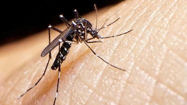 dengue-696x391