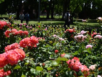 lujan se prepara para la poda anual del parque san martin y el reparto de esquejes de mas de 500 rosales