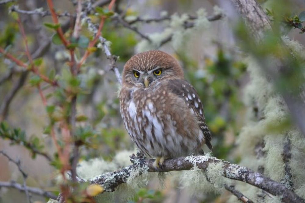 Las aves argentinas para el disfrute de la sociedad.