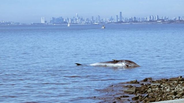 La ballena muerta en las aguas del Río de la Plata.