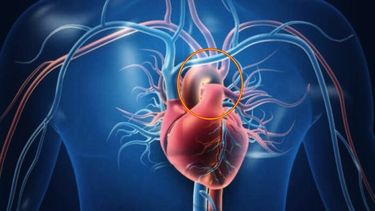 La arteria aorta constituye un órgano del cuerpo humano, como el cerebro o los pulmones.