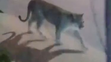 El puma que fue grabado por vecinos de Valeria del Mar.