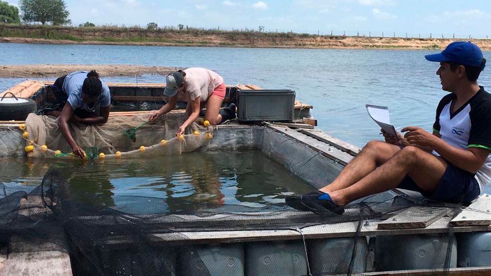 A fines de los años ’90, el ILPLA impulsó un novedoso método de cría de pejerreyes en lagunas pampeanas, que consiste en la colocación de jaulas flotantes provistas de una bolsa de red fina en la que se alojan miles de larvas. 