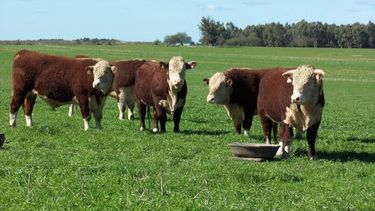 Las olas de calor o los cambios bruscos con aumento pronunciado de temperatura y humedad impactan de manera negativa en los animales.