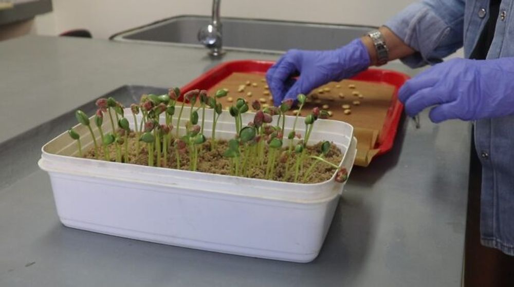 Un equipo de especialistas del INTA Oliveros presentó un nuevo método de vigor validado para semillas de soja.