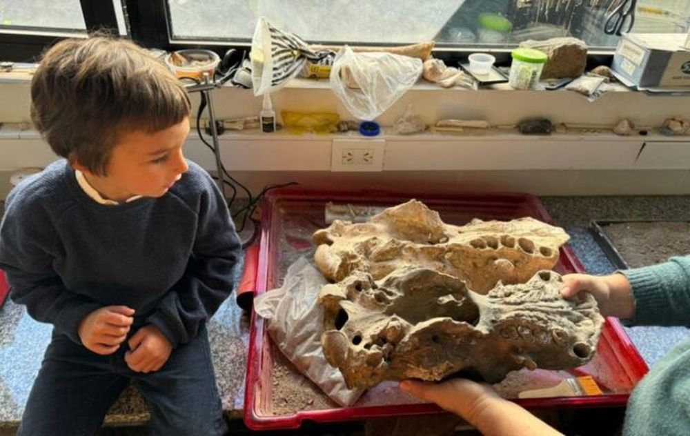 Manu, de cuatro años, en el Museo Lorenzo Scaglia de Mar del Plata con el cráneo del perezoso terrestre gigante que encontró enla playa. (Museo Scaglia)