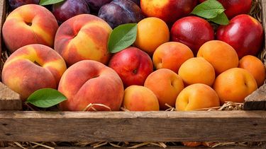 Ciruelas, duraznos, damascos y nectarines, frutas que podrían ser exportadas a China.