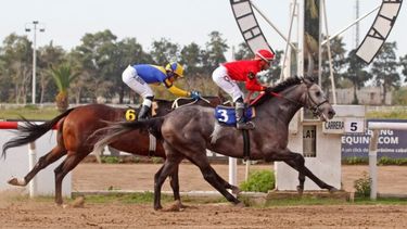 Novedades para el turf.