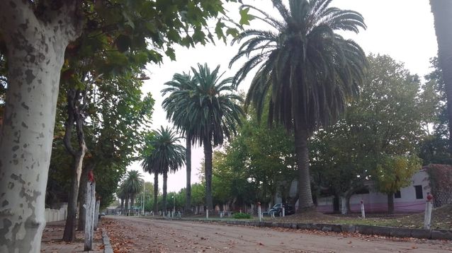 El boulevard de la palmeras, el orgullo de Ernestina.