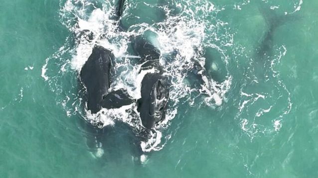 Cópula de ejemplares de Ballena Franca Austral registrada en Mar del Plata por el Grupo de Investigación Biología, Ecología y Conservación de Mamíferos Marinos. (FOTO: Fernando Macchi)