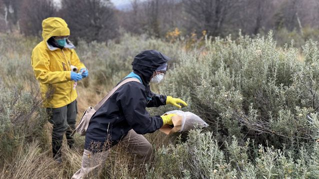 Especialistas del centro de referencia ANLIS Malbrán capturando roedores en Tierra del Fuego para tomar las muestras.&nbsp;