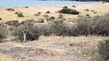 Punta Tombo es un Área Natural Protegida de objetivo específico que abarca 210 hectáreas de Estepa Patagónica, ubicada en el Departamento de Florentino Ameghino.