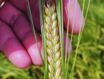 La nueva variedad de cebada Beatriz INTA. La nueva variedad de cebada Beatriz INTA.