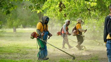 Un equipo de la municipalidad de La Plata corta el pasto como medida de prevención para combatir la proliferación de mosquitos. (Prensa MLP)