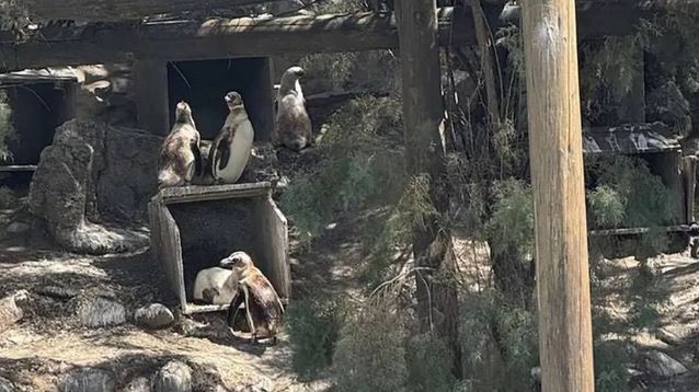 Los pingüinos de Magallanes, de Mar del Plata a Guerrico, en Río Negro.