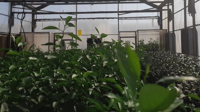 Senasa simplifica la Cuarentena Post-Entrada para importación de material vegetal.