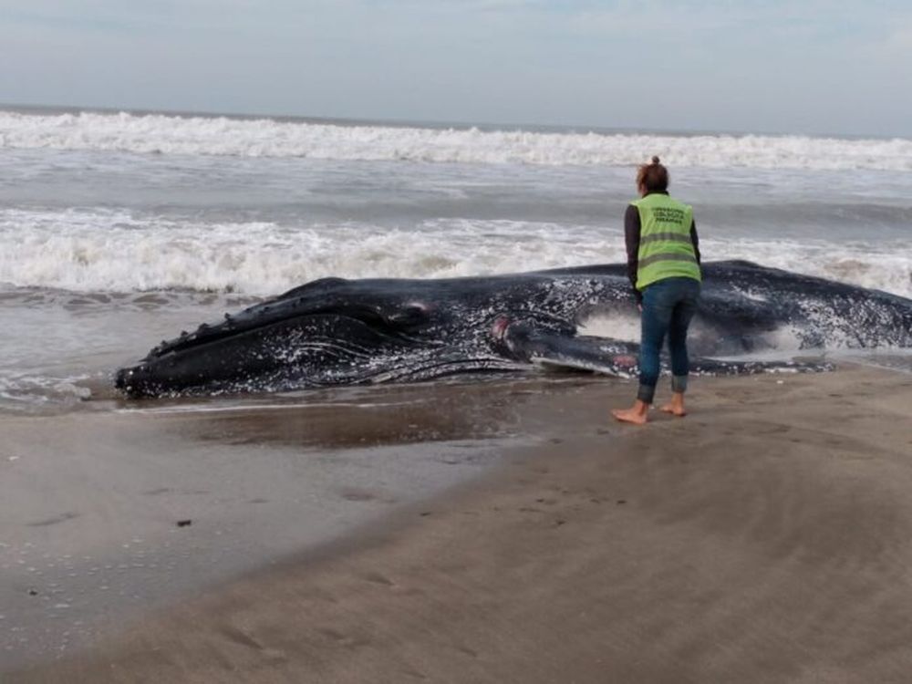La ballena jorobada muerta en la playa.