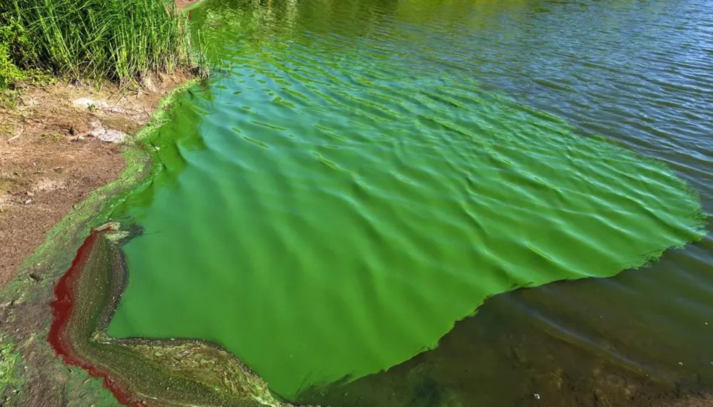 Alerta por cianobacterias en lagunas de la provincia de Buenos Aires.