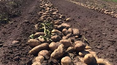 Los productores de papa quieren ser tenidos en cuenta en la discusión de la Ley de suelos.