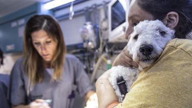 Una veterinaria haciendo su trabajo.