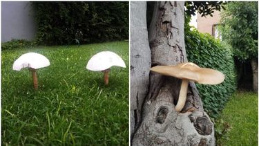 Es importante aclarar que no hay ninguna regla para identificar a simple vista si los hongos son peligrosos o comestibles.