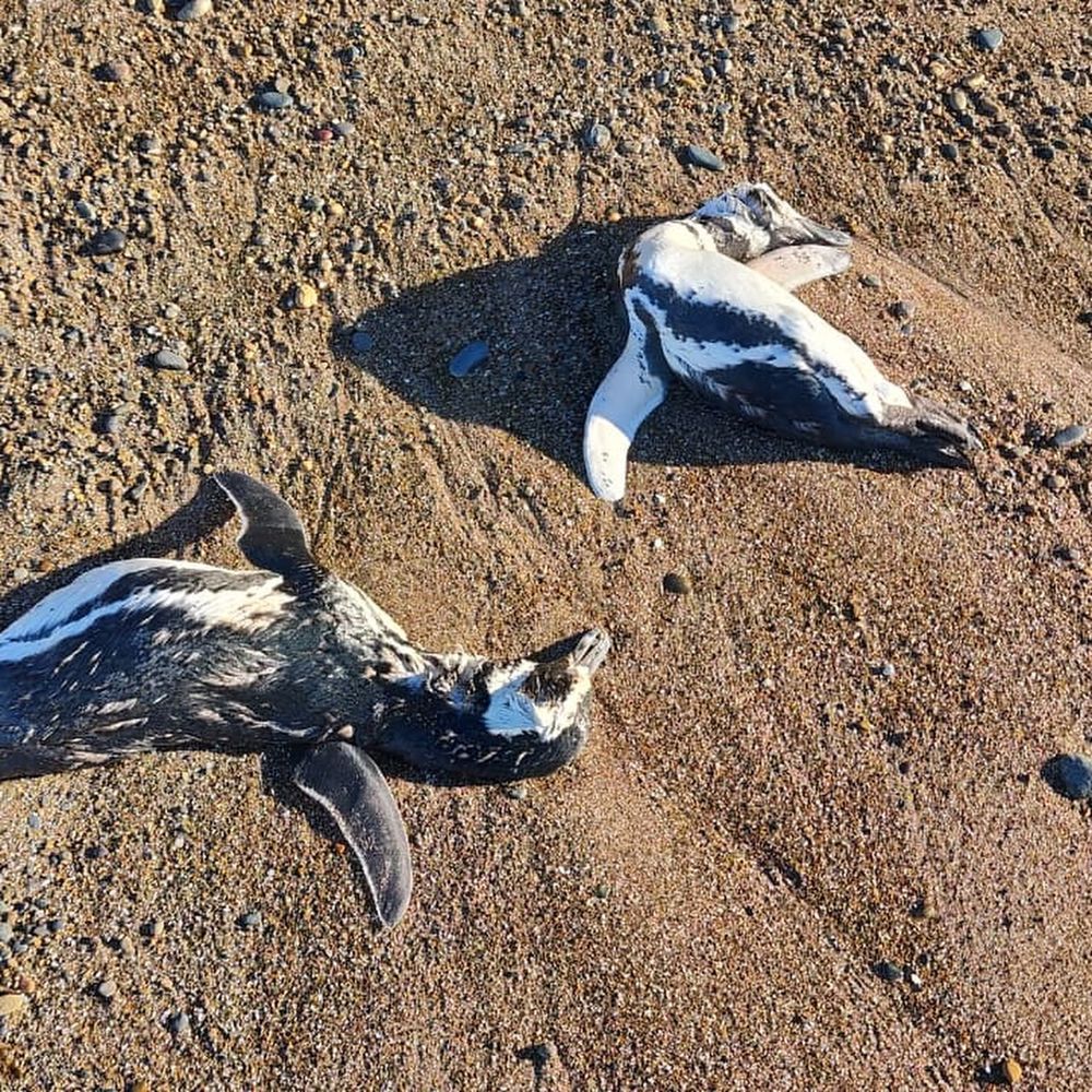 Los hallazgos se registraron durante las últimas horas en playas de Comodoro Rivadavia y Caleta Olivia, donde vecinos y grupos de monitoreo detectaron ejemplares sin vida dispersos sobre la costa. (Centro Ambiental de Apoyo a la Ciencia y Ecología)