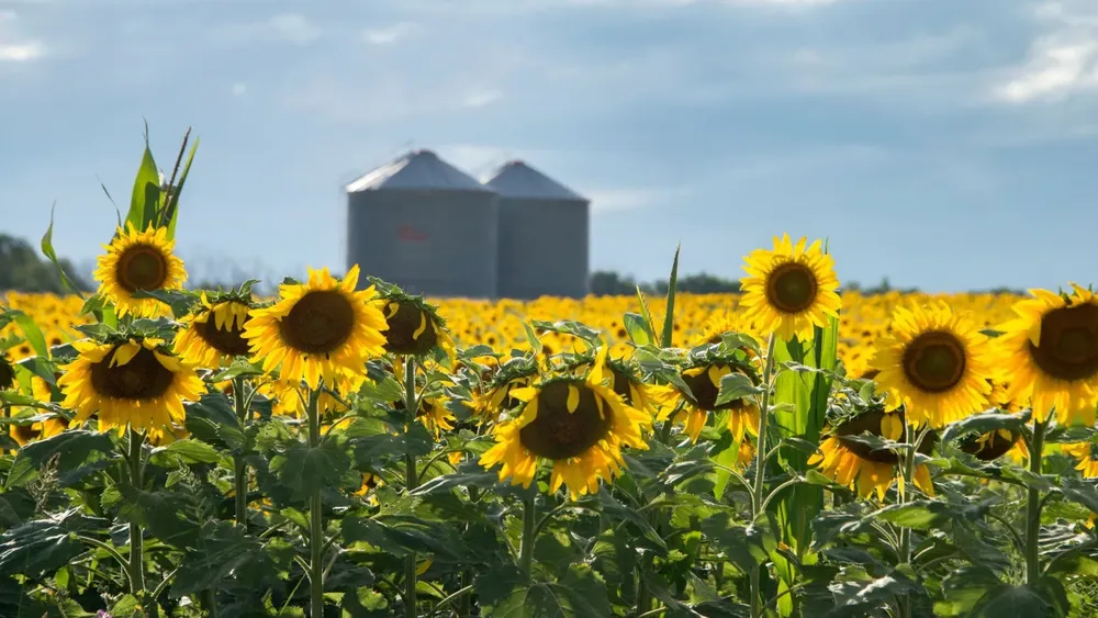 El girasol es el cultivo en ascenso en la Argentina en el rubro exportaciones del campo. El girasol es el cultivo en ascenso en la Argentina en el rubro exportaciones del campo.