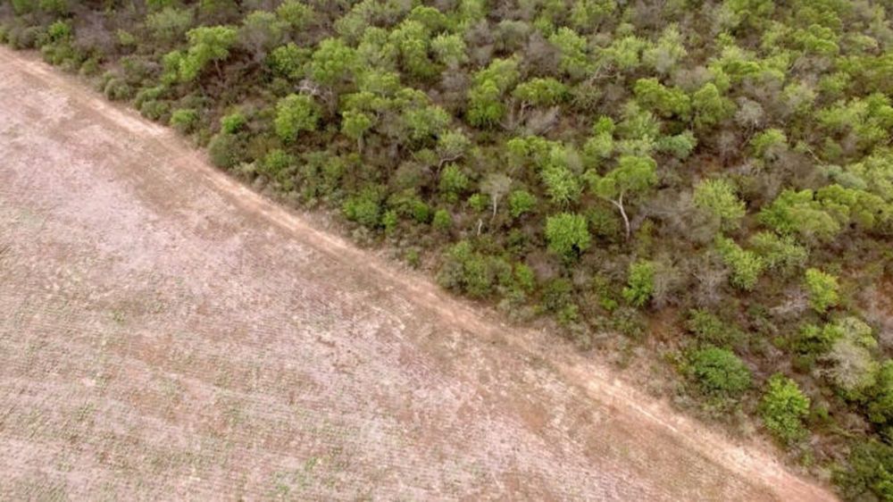 La deforestación en la mira.