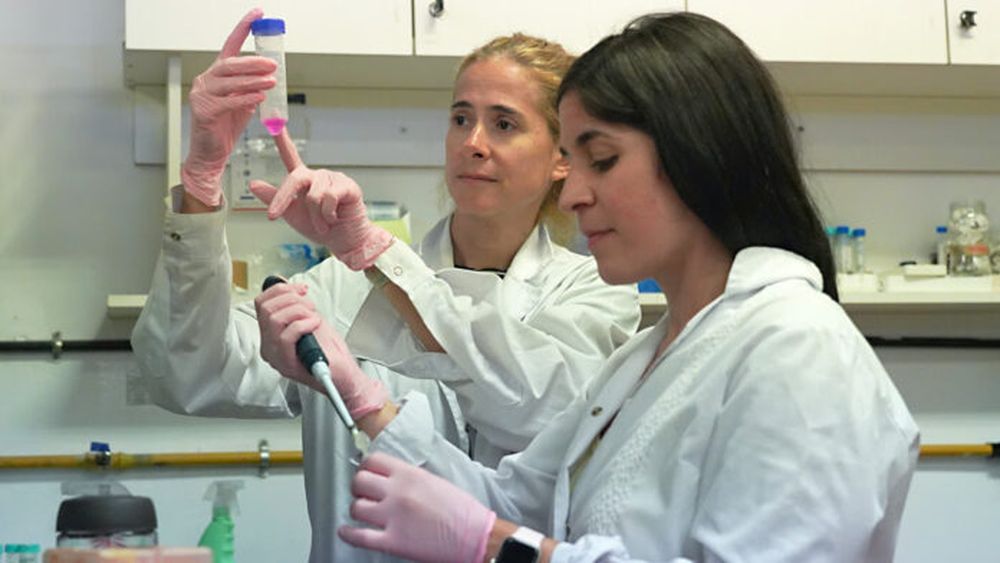 Geraldine Gueron y Ayelén Toto trabajan en el laboratorio del IQUIBICEN. Foto: Gentileza de Luiza Cavalcante (Exactas UBA) a través de Conicet Informa.