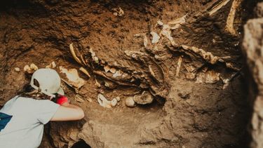 Restos óseos pertenecientes a una familia de perezosos terrestres gigantes. - Municipalidad de General Pueyrredon -