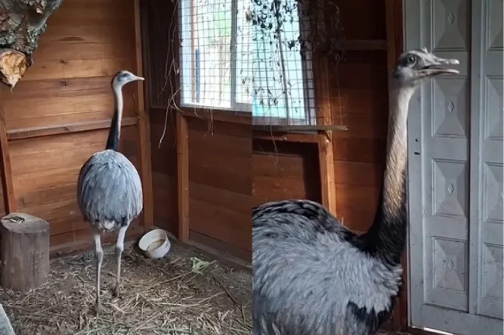 El operativo sirvió para recordar que la fauna silvestre no debe mantenerse como mascota: ante la aparición de un animal de estas características, lo recomendable es recurrir a los organismos especializados para que pueda recibir atención y ser trasladado a un ambiente apropiado.