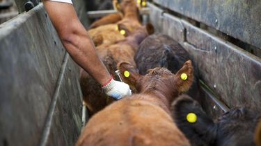 La vacunación contra la fiebre aftosa en la mira.&nbsp;