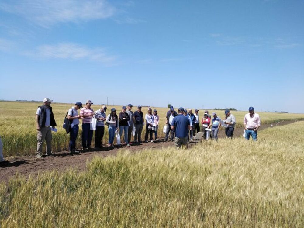 convocatoria profesionales