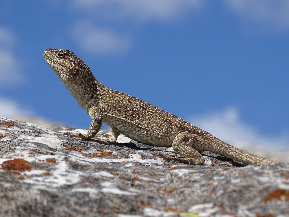 La iguana de cobre habita en las Sierras de la Ventana.