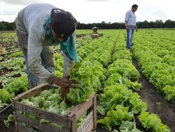 La produccción hortiflorícola se realiza en más de cien municipios bonaerenses.