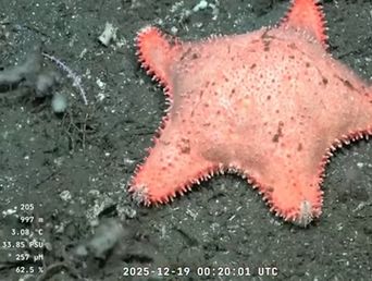 El nuevo hallazgo de los científicos del CONICET. El nuevo hallazgo de los científicos del CONICET.