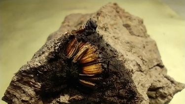 La sorpresa fue grande cuando en un bochón de ese barro consolidado, Aguilar observó a la pequeña flor de no más de 1 centímetro de diámetro asomando en el sedimento. (Museo de San Pedro)