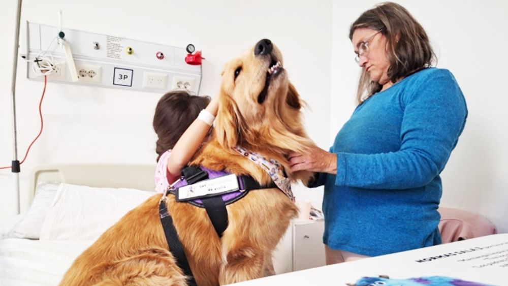Día del Animal: Saru y Cora, las perras golden que asisten pacientes internados en el Hospital de Niños Día del Animal: Saru y Cora, las perras golden que asisten pacientes internados en el Hospital de Niños