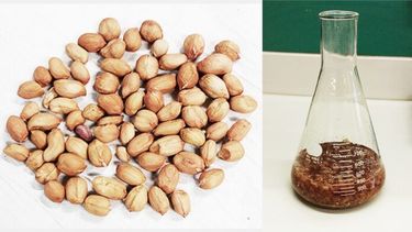 El extracto de tegumento de maní se obtiene por métodos sustentables que utilizan etanol. (Foto: Conicet/Gentileza investigadores).