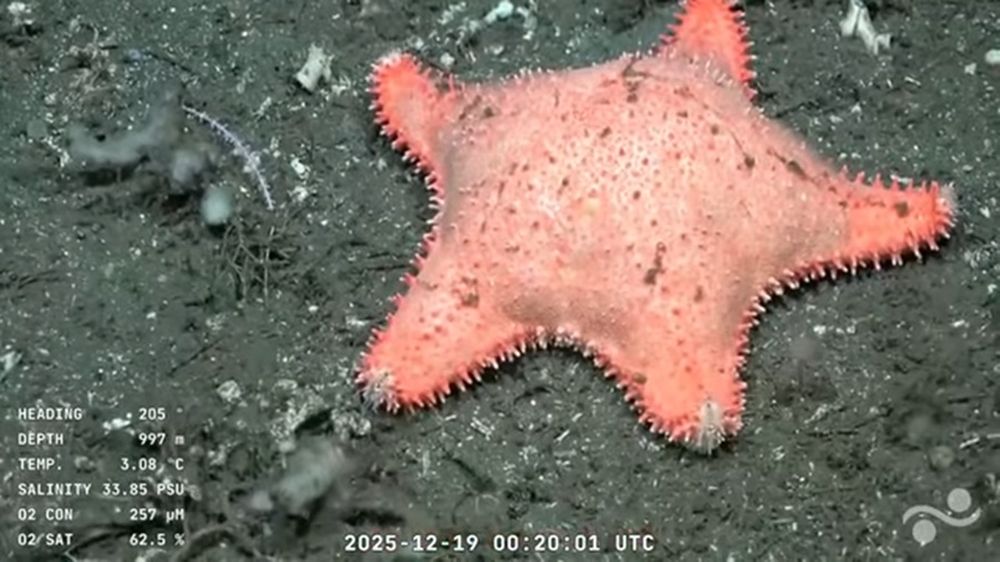 El nuevo hallazgo de los científicos del CONICET.