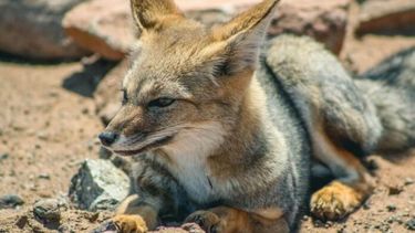 El zorro gris se muestra bastante adaptado a la presencia humana y a las modificaciones que este produce en el ambiente.