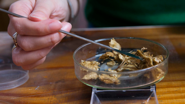 Científicos de la UNLP estudian los beneficios del lúpulo.