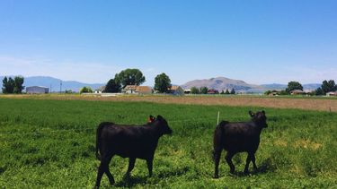 Especialistas aseguran que la carne producida en sistemas pastoriles presenta características diferenciales, como mayores niveles de ácidos grasos omega 3, mayor contenido de ácido linoleico conjugado (CLA) y presencia de antioxidantes naturales como vitamina E y carotenoides.&nbsp;