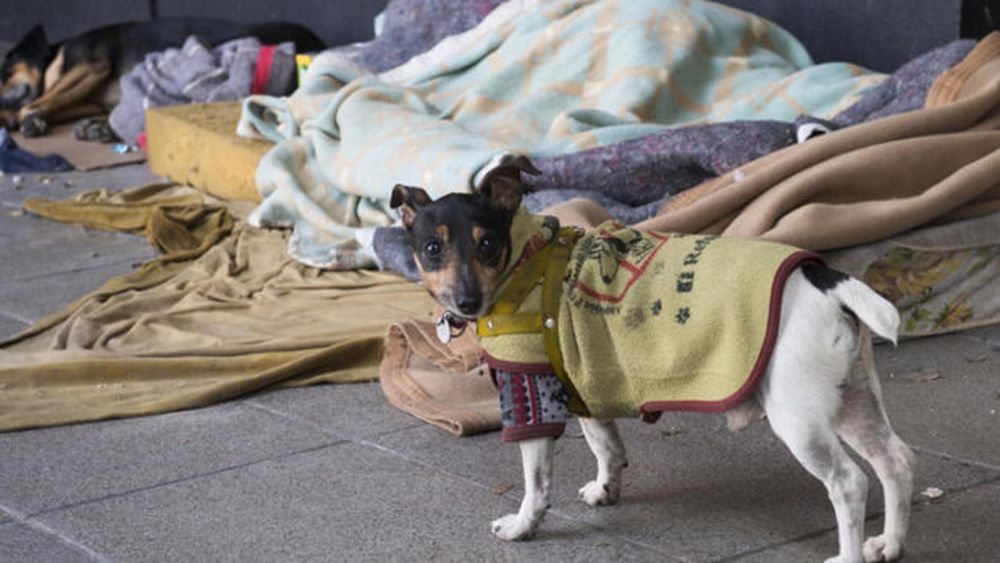 Un perro que vive en la calle.